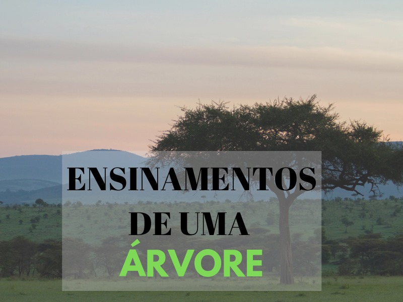 ENSINAMENTOS DE UMA ARVORE
