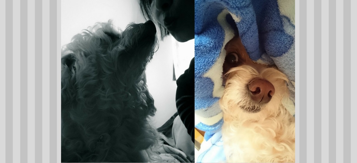 benefícios de ter um pet na terceira idade