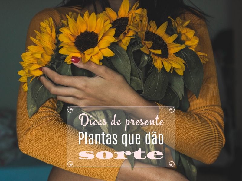 Dicas de presente: Plantas que dão sorte