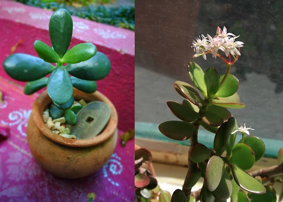 plantas que dão sorte - dicas de presentes