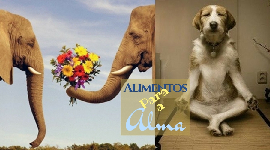 alimentos para a alma
