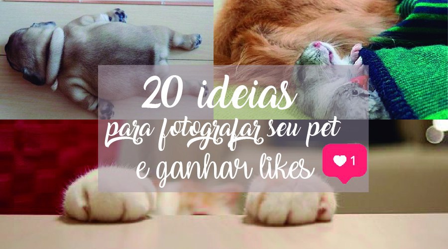 ideias para fotografar pets e compartilhar no instagram