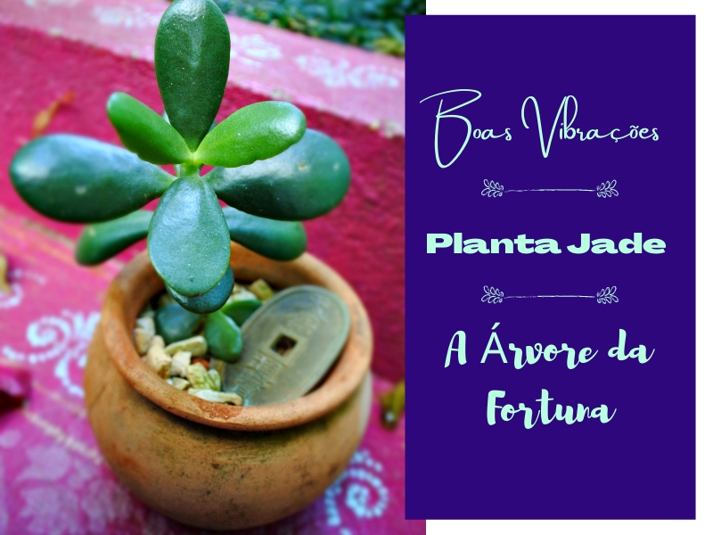 Boas Vibrações: Planta Jade, a Árvore da Fortuna
