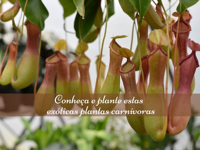 Conheça e plante estas exóticas plantas carnívoras