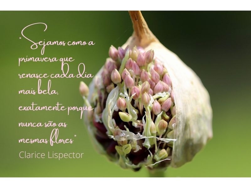 E a Primavera chegou para florescer