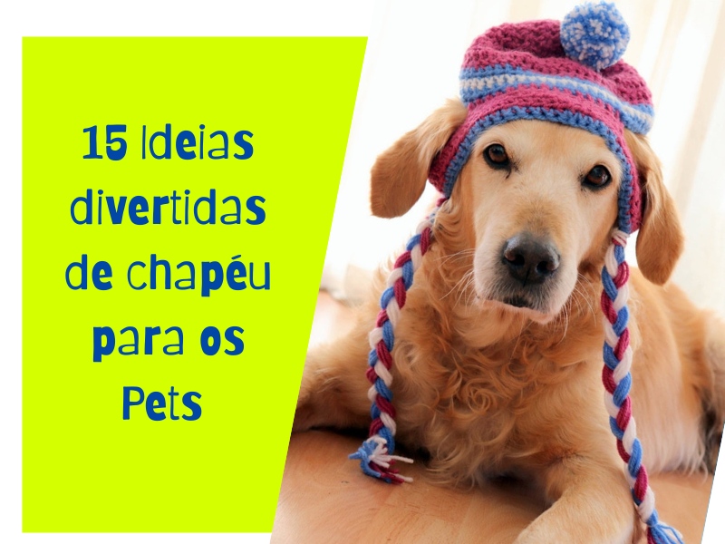 15 Ideias divertidas de chapéu para cachorros