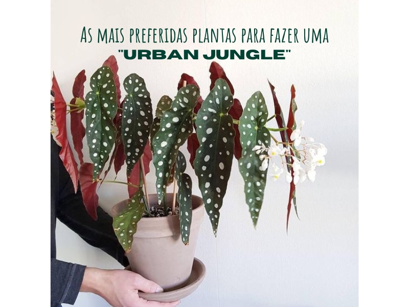 As mais preferidas plantas para fazer uma urban jungle As mais preferidas plantas para fazer uma urban jungle