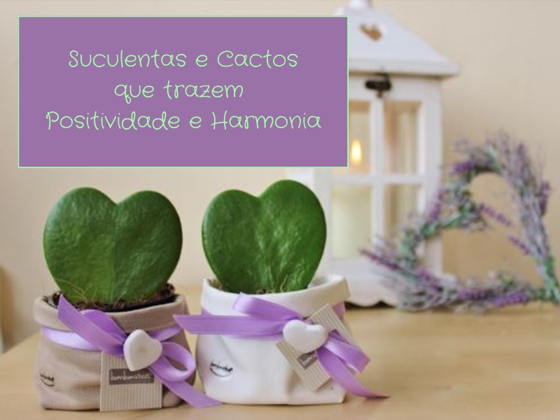 Suculentas e cactos que trazem positividade e harmonia Suculentas e cactos que trazem positividade e harmonia